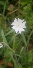 Behenantha