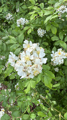 multiflora rose