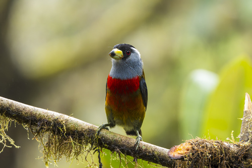 Toucan Barbet (Semnornis ramphastinus), photo 4