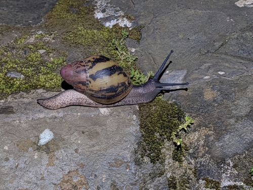 Giant West African Snail