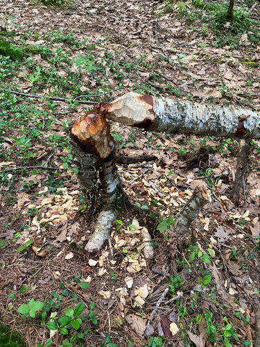 American Beaver