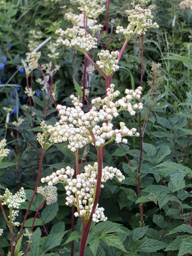 Meadowsweet