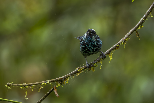 Beryl-spangled Tanager (Tangara nigroviridis)
