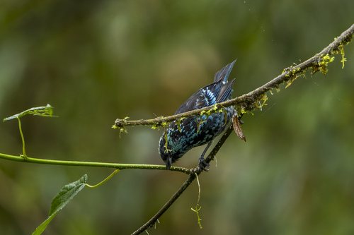 Beryl-spangled Tanager (Tangara nigroviridis), photo 2