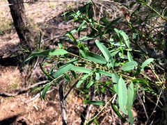 Santalum lanceolatum