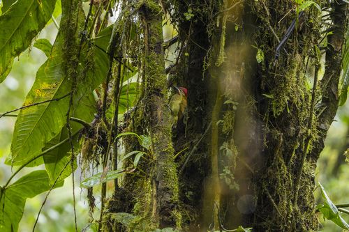 Golden-olive Woodpecker (Colaptes rubiginosus), photo 3