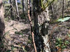 Santalum lanceolatum