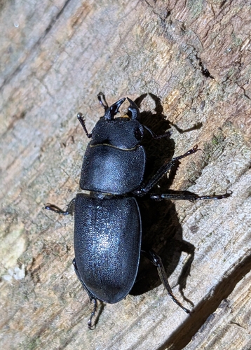 Lesser Stag Beetle