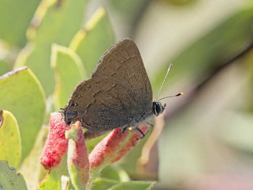 iNaturalist observation photo of Hedgerow Hairstreak