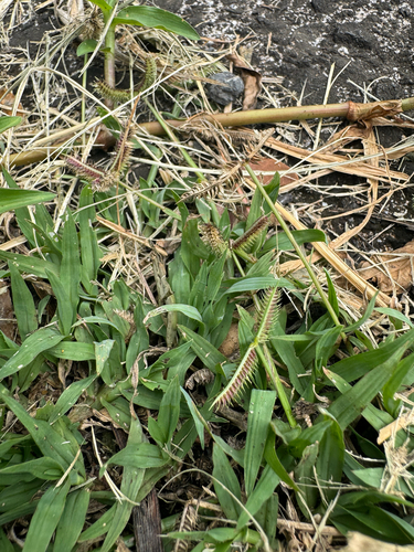 Dactyloctenium aegyptium observed 2026-06-27