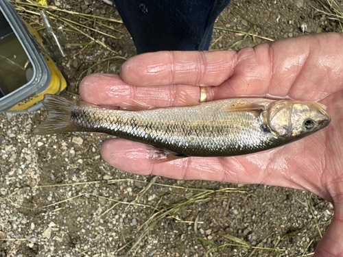 Creek Chub