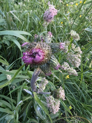 Melancholy Thistle