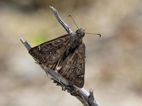 iNaturalist observation photo of Propertius Duskywing