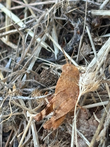 Oedipoda