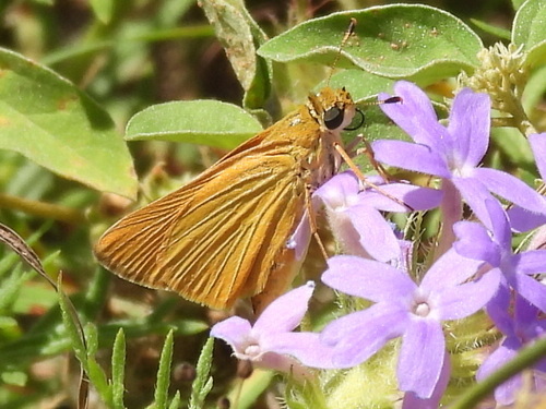 Delaware Skipper photo 6