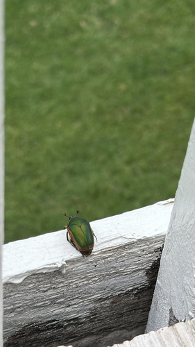 Common Green June Beetle