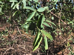 Santalum lanceolatum