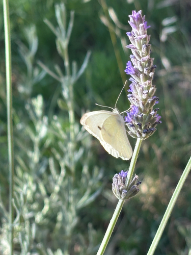 Small White