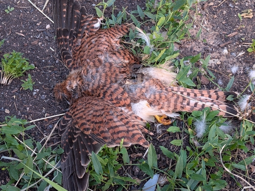 Eurasian Kestrel