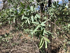 Santalum lanceolatum