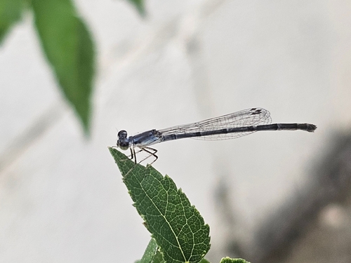 Fragile Forktail