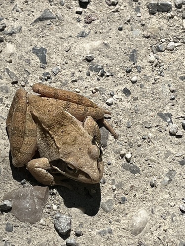 Agile Frog