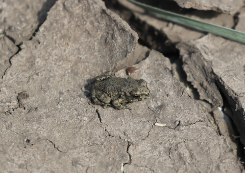 Green Toad