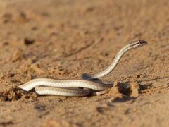 Psammophis schokari