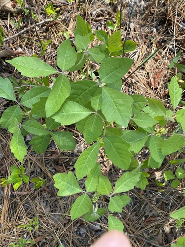 Atlantic poison oak (Toxicodendron pubescens)