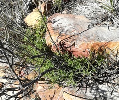Senecio crassiusculus