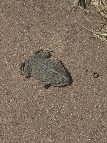 Woodhouse's Toad