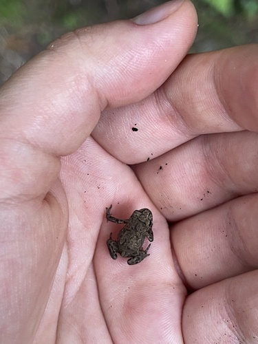 European Toad