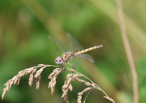 Black Pennant