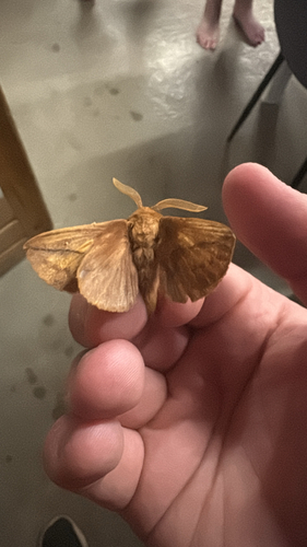 Drinker Moth