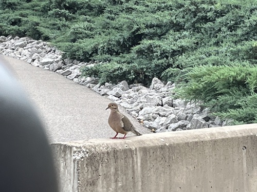 Mourning Dove