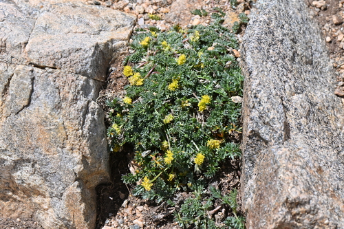 Oreoxis alpina observed 2026-06-26