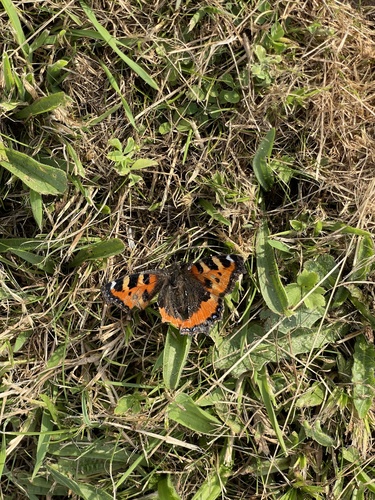 Small Tortoiseshell