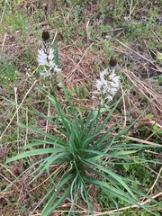 Asphodelus albus