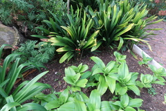 Clivia miniata miniata