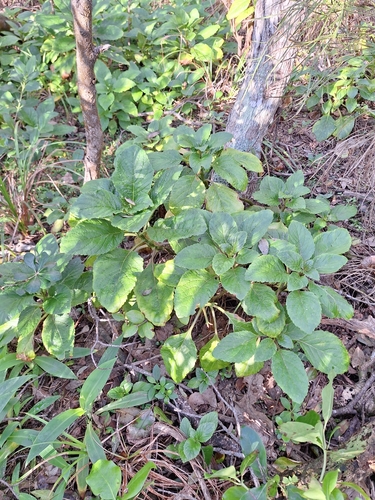 Lobelia physaloides, photograph 1