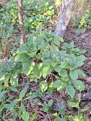 Lobelia physaloides