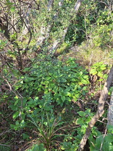 Lobelia physaloides, photograph 2