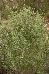 Passerina rigida