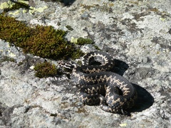 Vipera aspis zinnikeri