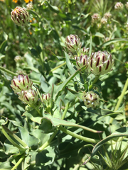 Malacothrix coulteri