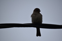 Passer domesticus