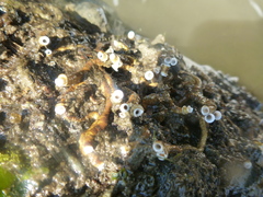 Ficopomatus enigmaticus