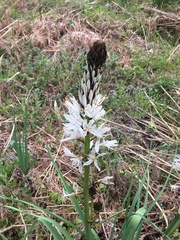Asphodelus albus