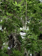 Quercus incana