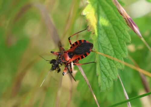 Rhynocoris iracundus